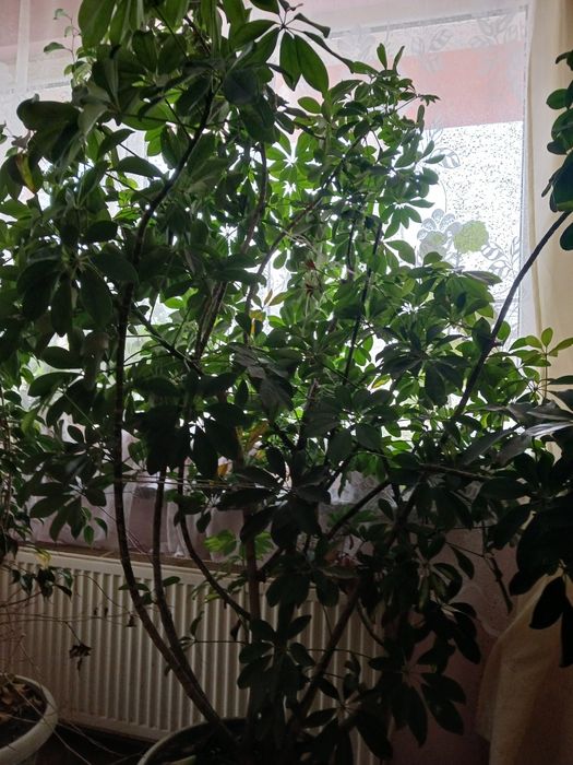 Продавам шефлера висока 2м и много Други