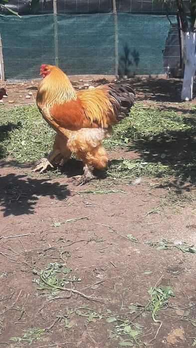 Oua brahma potirnichiu albastru,potirnichiu negru și columbia