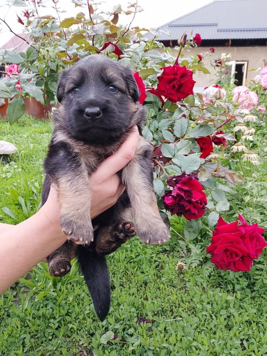 Немецкая овчарка