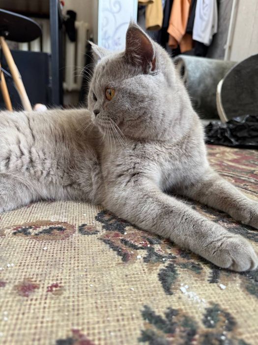 Skotish Strayt pasporti bor