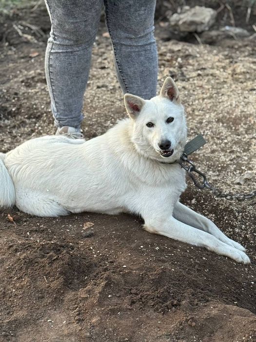 Шикарный, молодой кобель в добрые руки!