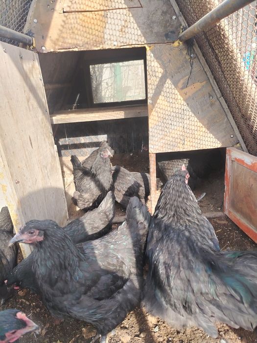 Продам домашные куры