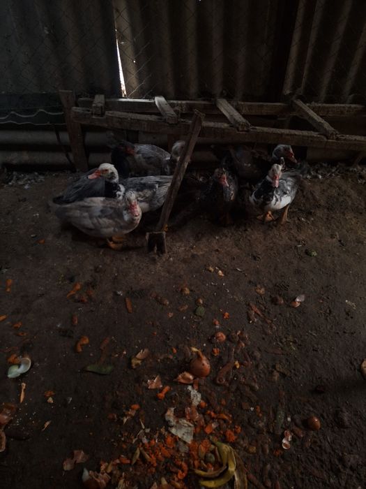 Продам индауток селезни