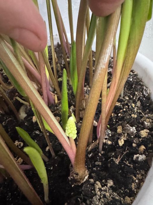 Продам цветы  Дриопсис