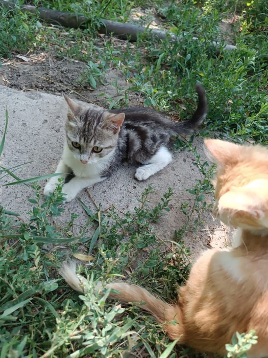 Котята в добрые руки