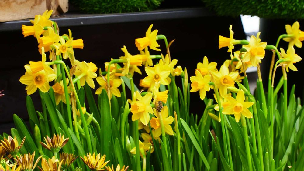 20MP, 4K/30fps YI M1 Mirrorless Camera, 12-40mm f/3.5-5.6 М4/3 обектив