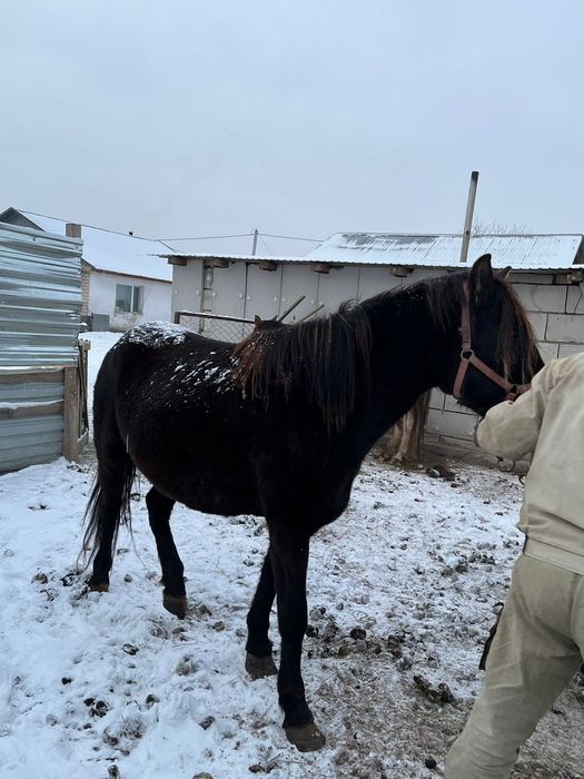 Продам кобылу обученую