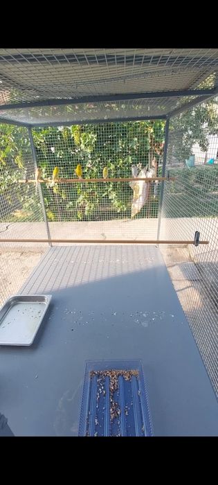 Валер  котта кафас сотилади