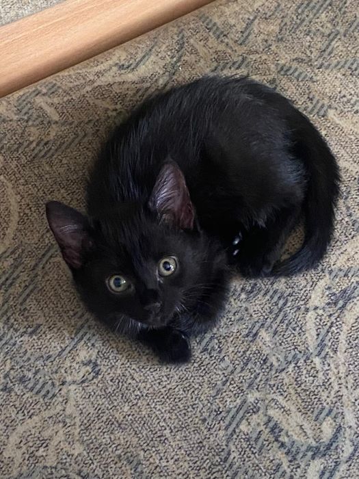 Отдам котят в добрые руки, 1 месяц