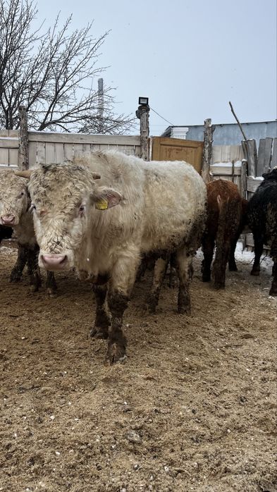 Бұқа  бык одборный бос откорм 23 бас