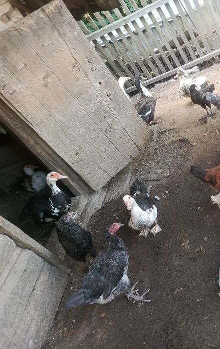 Продам инкубационные яйца уток