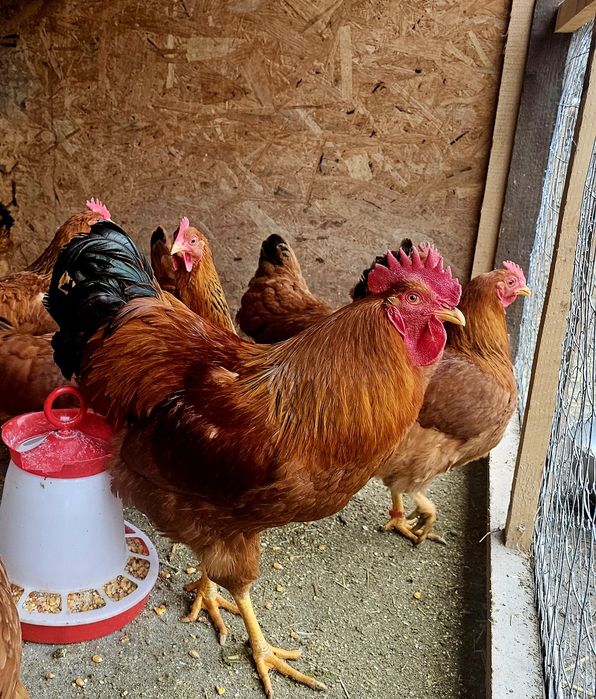 Pui  Sussex New hampshire