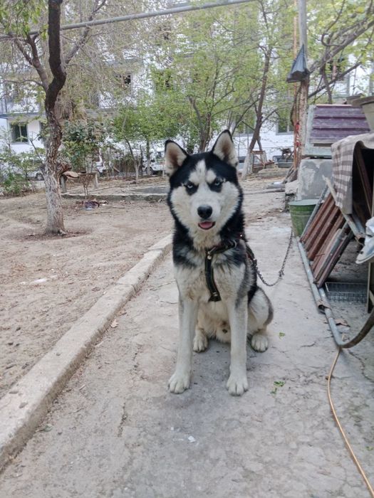 Haski toza qon 7 oylik kozlari kok namanganda