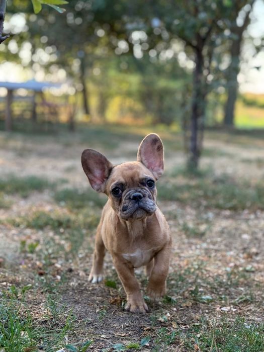bulldog francez fetita