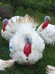 Индюк для застолья!!!