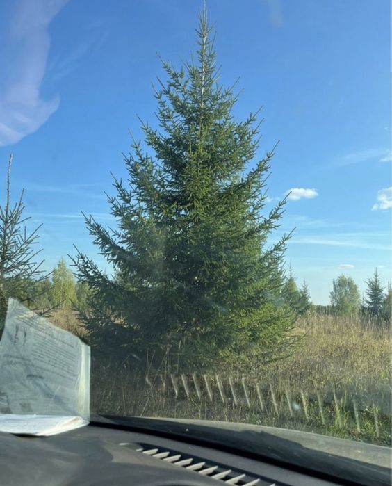 КРУПНОМЕРЫ: сосны, ели голубые, ели сибриские