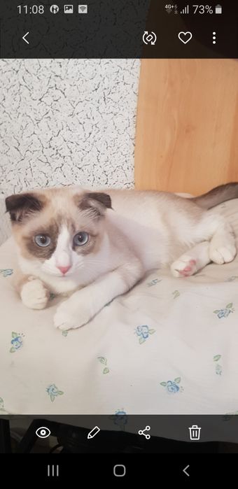 Костанай.Сиамский, Вислоушка, Метис.