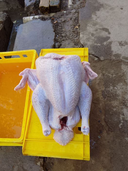 Big 6 sotiladi 7-15 kg