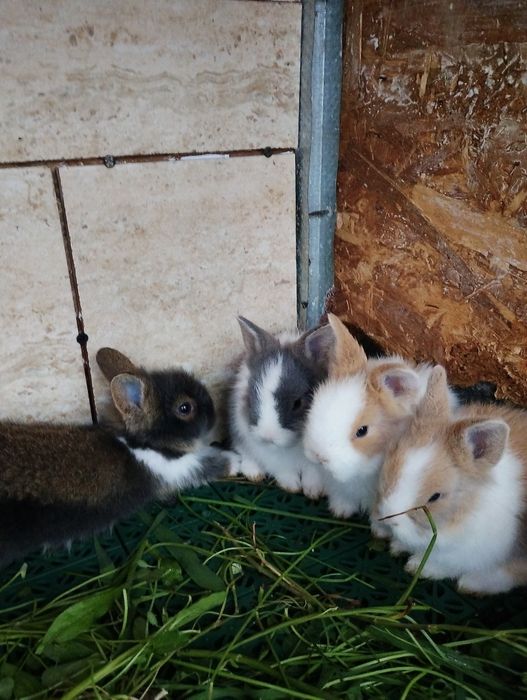 Pui iepurasi miny-toy miniatura POZE REALE!   ,rasa pitica).!