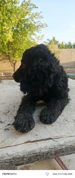 Ovchi it sotiladi 500