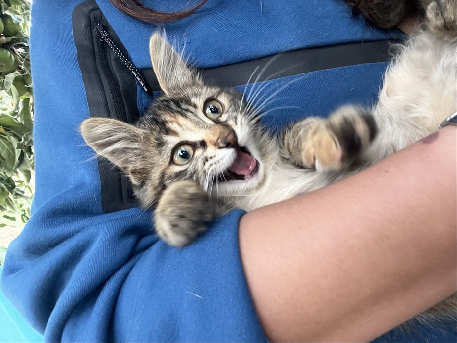 Коте на около 2 месеца си търси дом