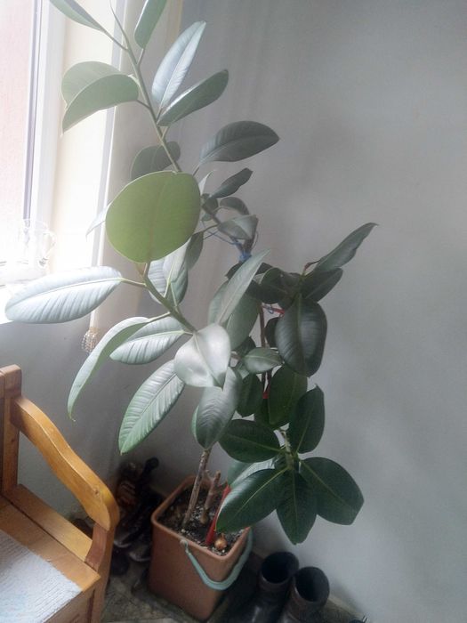 Vând ficus de cameră, cu înălțimea de aprox. 1,50 m.