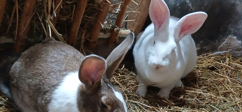 Iepuri hycole francez gulerati