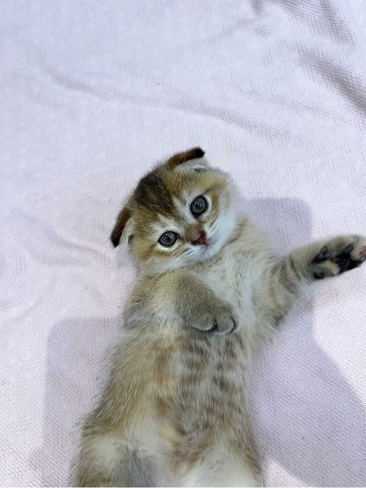 Продаются шотландские котята