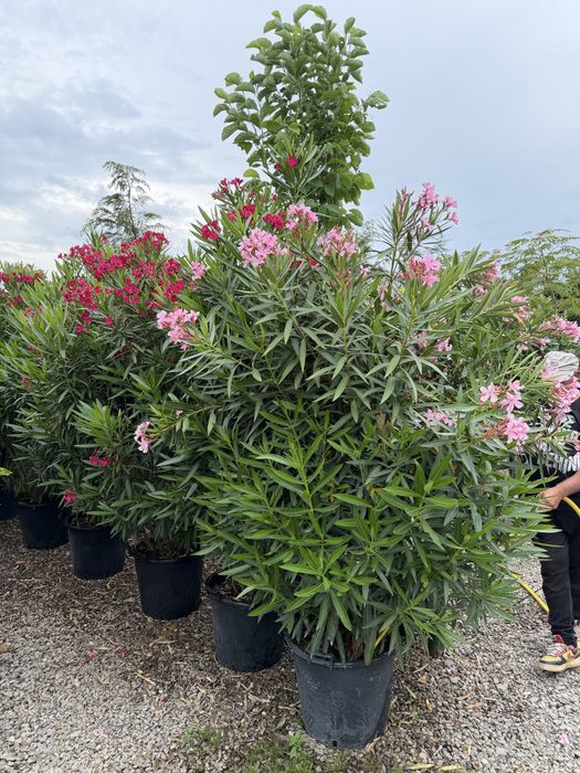 Plante ornamentale