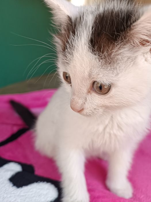 Отдам добрые руки мальчик очень милый