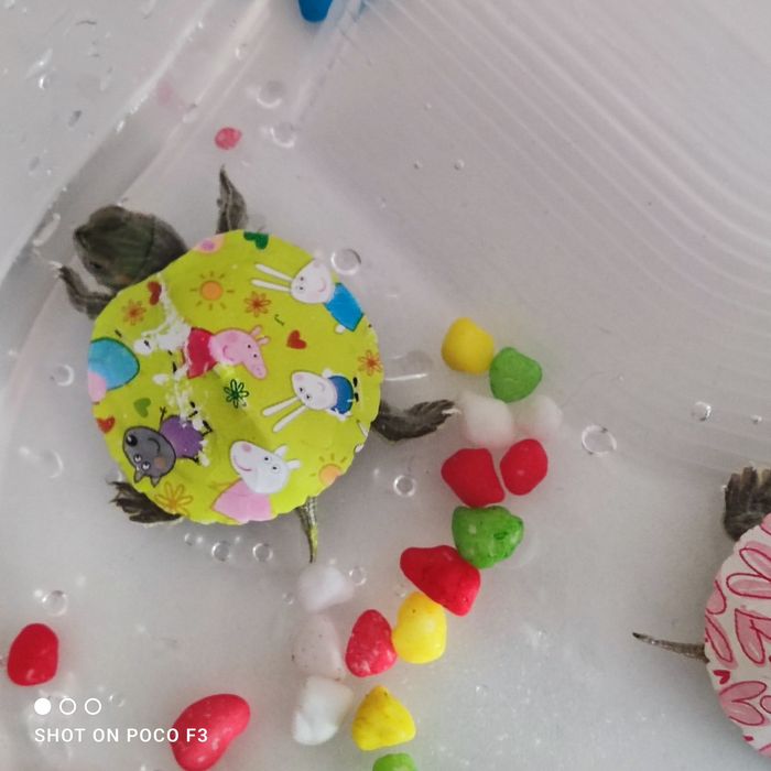 Продам черепашек