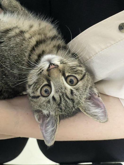 Маленький котенок
