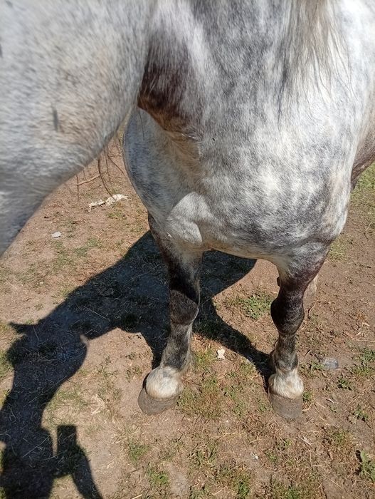 Vând iapa de 5 ani garantată