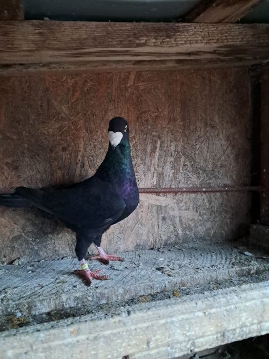 Porumbei de vânzare