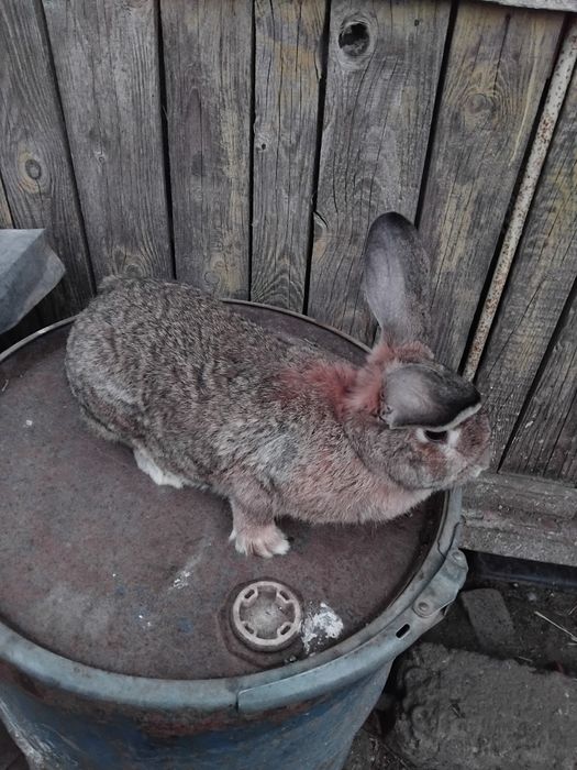 Vând iepuri uriaș german