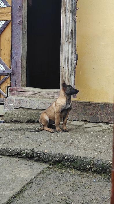 Donez pui Ciobanesc belgian malinois