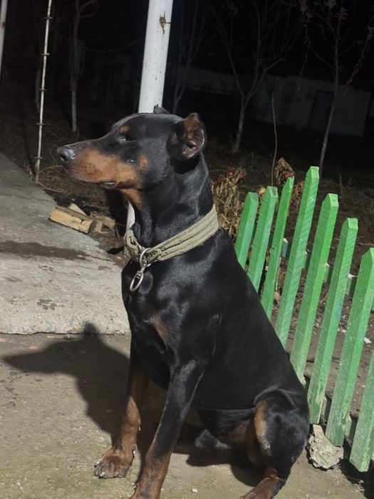 Доберман 1 жас енді толды таза қанды