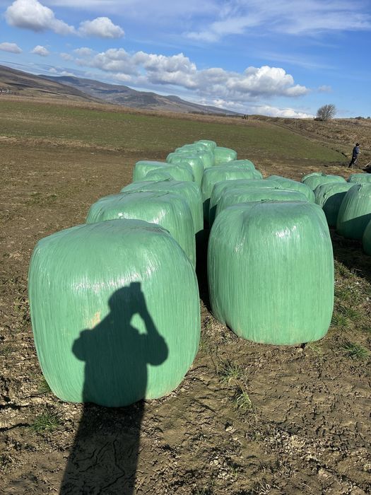 Baloti de lucerna  infoliati 130x120