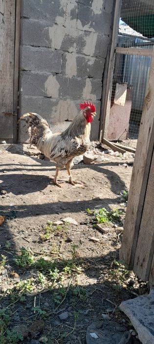 Продам кур домашних