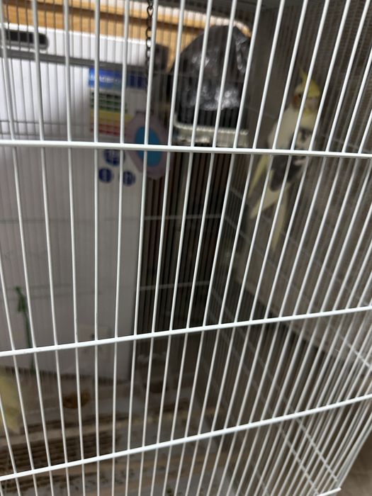 Продам двух попугаев Корелла