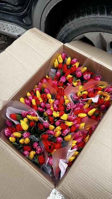 Тюльпаны конкретные