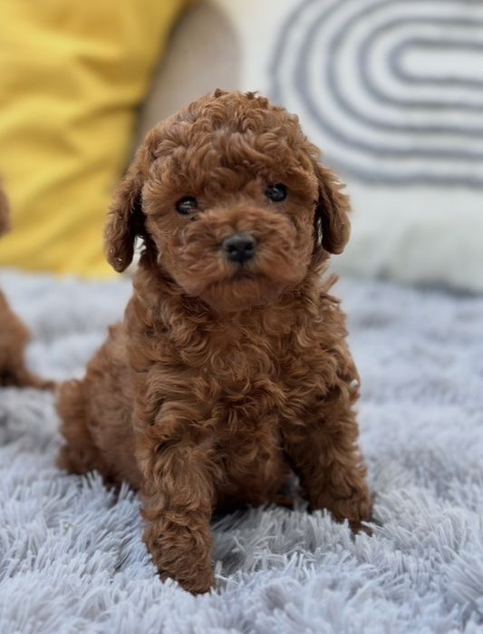 Той Пудел [Toy Poodle]