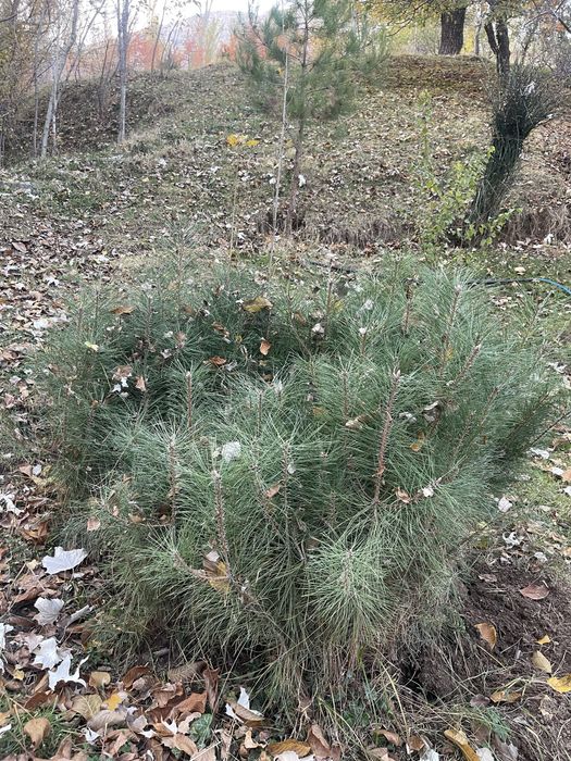 Арча кучатлари сотилади