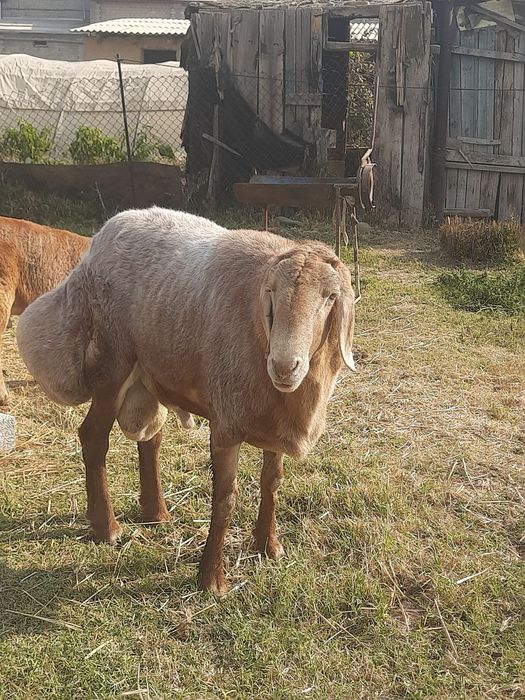 Qo'y sotiladi Zotli qo'y