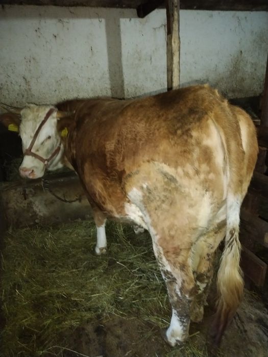 Vând junincă gestanta