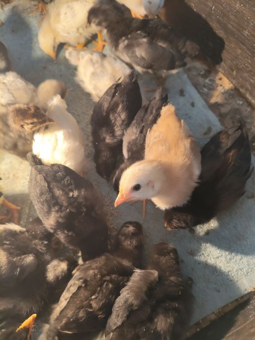 Продам цыплят разных пород