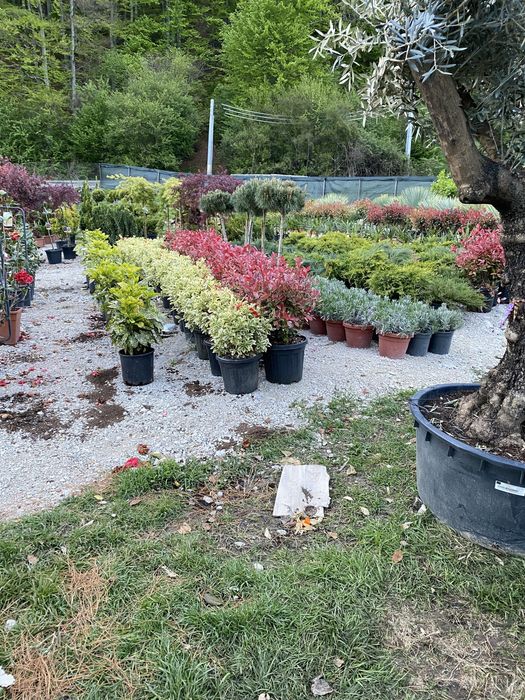 Glicină cățărătoare si plante