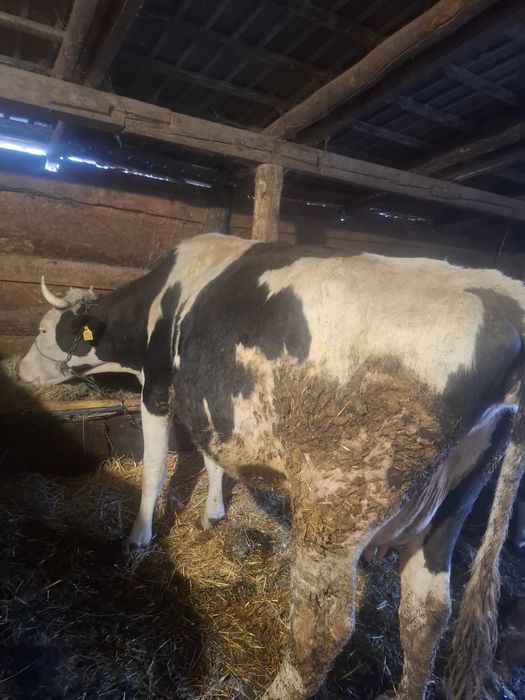 Vand vaca  baltata  neagra