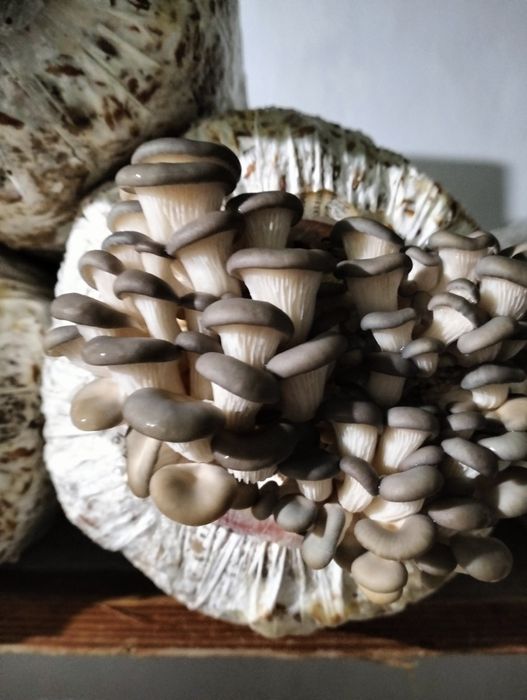 Грибы домашние ,