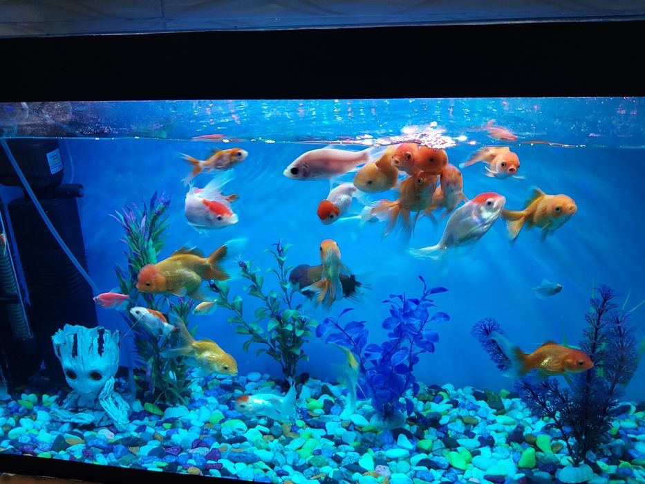 Akvarium ichidagi xamma narsa qoʻshib beriladi baliqlar xam